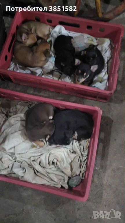 Пинчери и чихо-пинчери, снимка 1