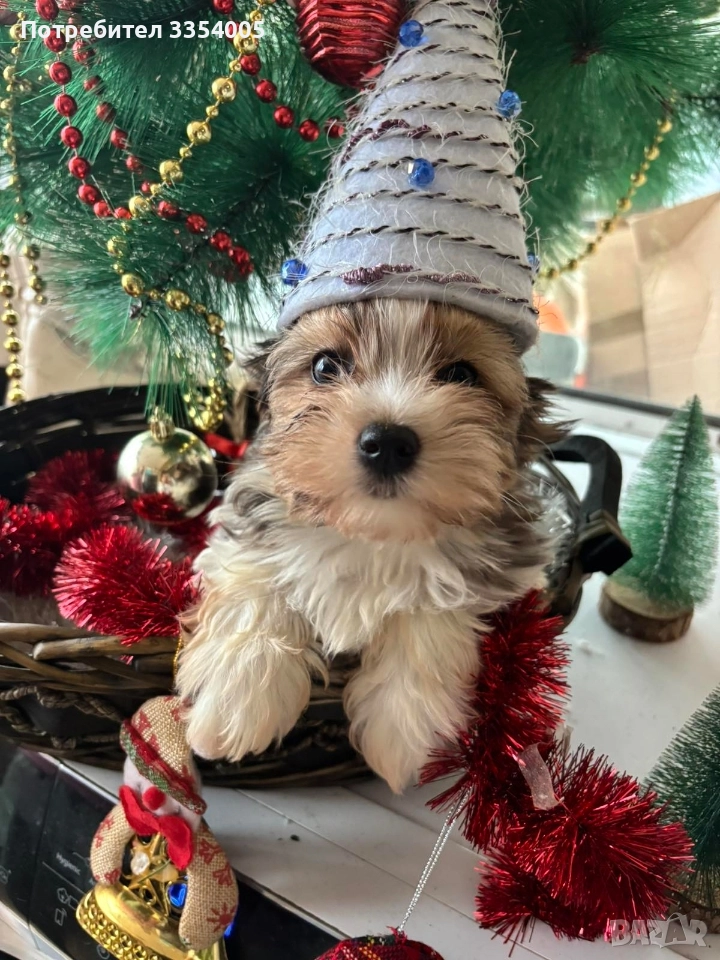 йорки бивър мини, снимка 1