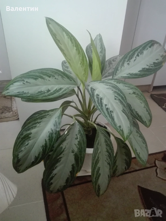 Аглаонема силвер, снимка 1