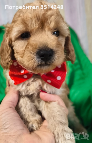 Мини пудел, снимка 1