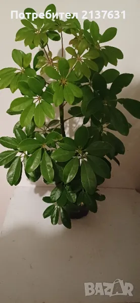 ШЕФЛЕРА , снимка 1