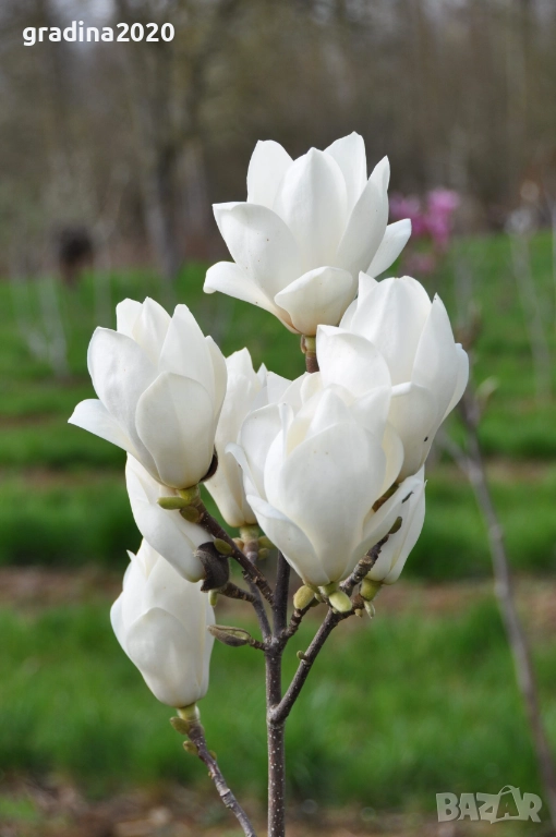 Магнолия Леней Алба -  Lenei Alba, снимка 1