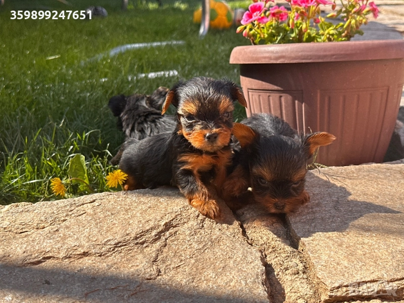Мини йоркширски териери, снимка 1