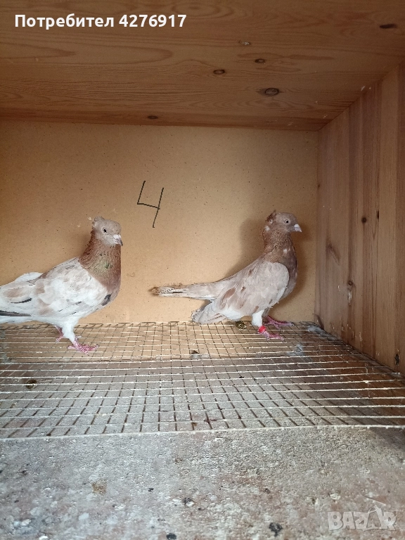 высоколетнии и выртлеви Гьльби , снимка 1