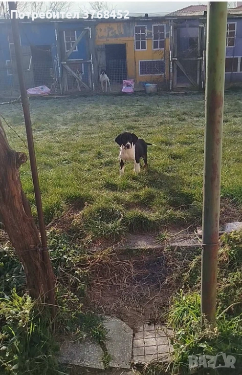 Продам женско гонче, снимка 1