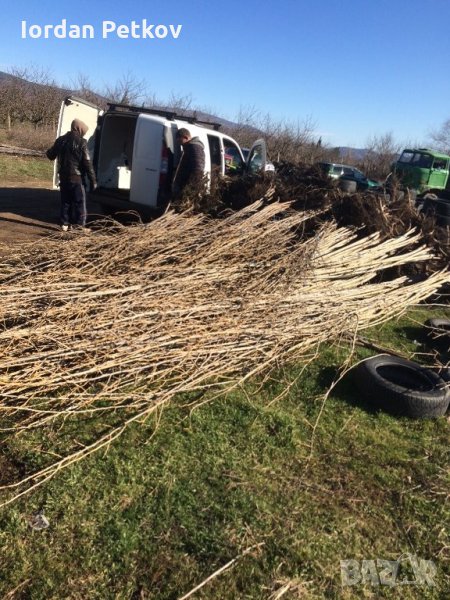 Топола, снимка 1