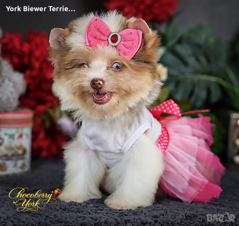 Йоркширски Териер, шокоберри цвят! Момичета с родословие за деца и възрастни! , снимка 1