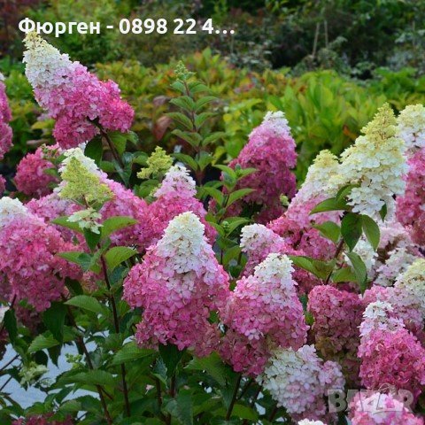 Хортензия paniculata Sundae-Fraise, снимка 1