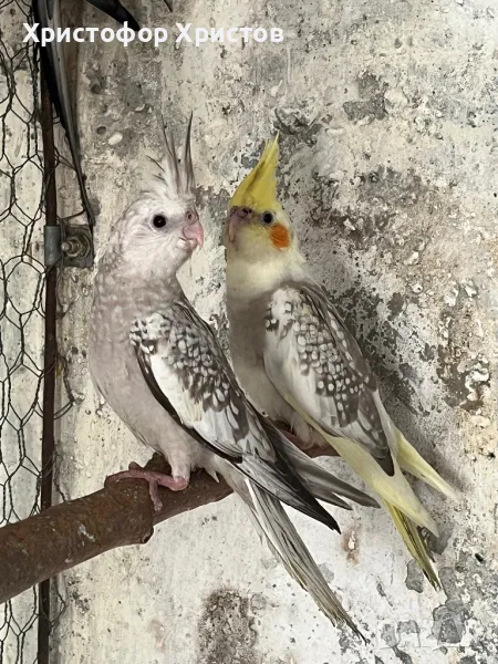 Папагали корела , снимка 1