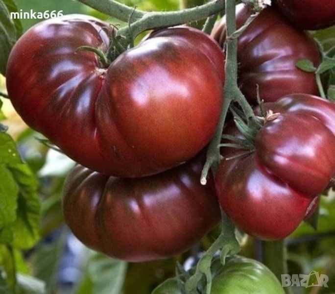 Семена за шоколадови домати., снимка 1