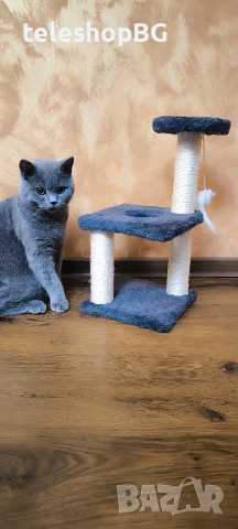 Котешка катерушка 