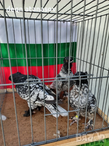 Блондинети, снимка 2 - Гълъби - 51871308