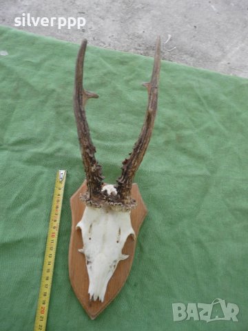  Стар немски сръндаков трофей - 11 