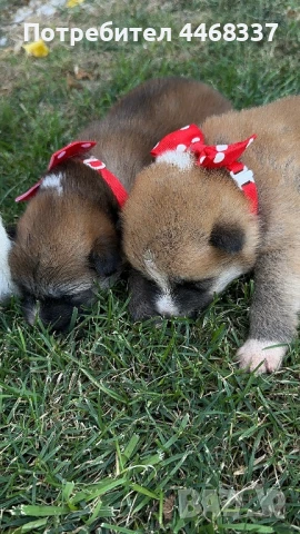 Бебета Акита Ину, снимка 4 - Акита ину - 51249133