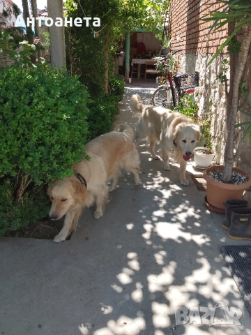 Бебета Голдън ретривър , снимка 3 - Голдън ретривър - 52372675