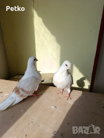 Продавам гълъби от снимките , снимка 6 - Гълъби - 47875262