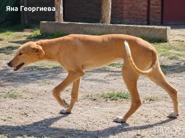 Продавам хрътки 