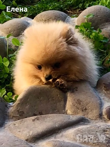 Померанче, снимка 3 - Померан - 52818991