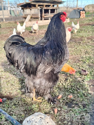 Продавам петел Брама, снимка 4 - Кокошки и пуйки - 53301702