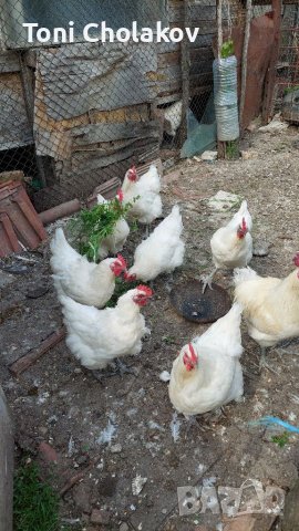 Пилета и яйца от Бяло Брезе.