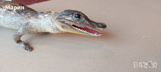 Препариран алигатор, снимка 3 - Антикварни и старинни предмети - 44460534