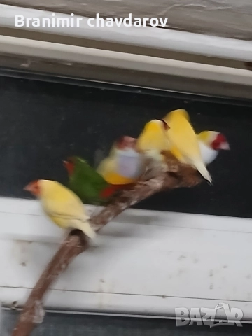 продавам амадини гулдови папагалови диямантени 