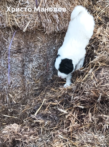 Каракачанско овчарско куче, снимка 15 - Каракачанска овчарка - 53652414