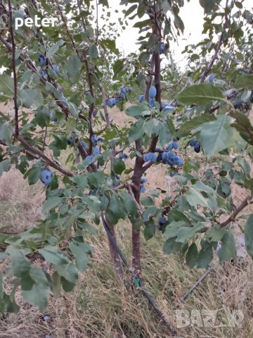 Овощна градина , снимка 3 - Земеделска земя - 38065060