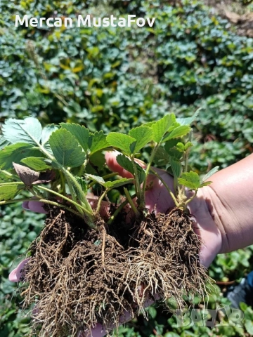 Разсaд Ягоди Априка-Алба, снимка 2 - Градински цветя и растения - 43796967