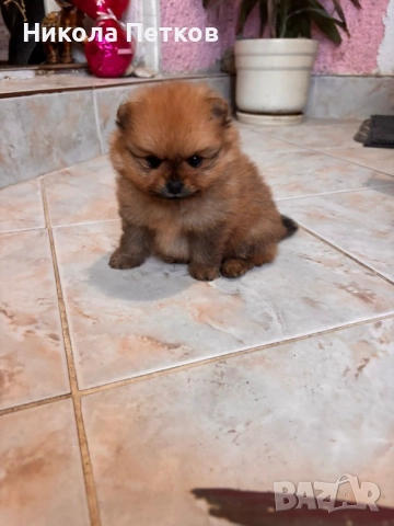 Померан мини, снимка 2 - Померан - 52997172