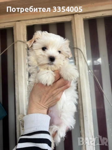 Йорки голд дъст мъжко 