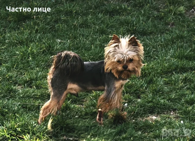 мъжко мини йорки