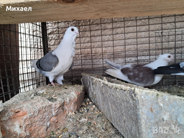 Гълъби, снимка 4 - Гълъби - 54091665