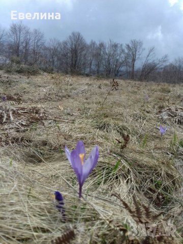 В Родопите капацитет 12+ човека, снимка 8 - Селски туризъм и култура - 29765590