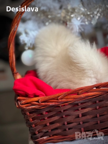 Мини померан