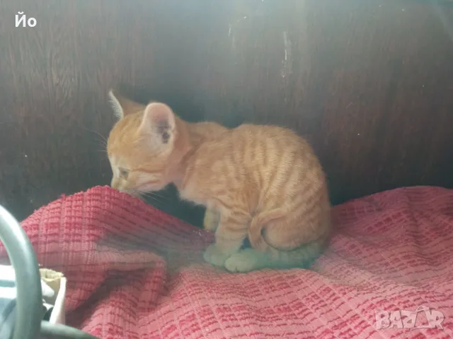 Търся дом на котенцата от снимките - 2 женски