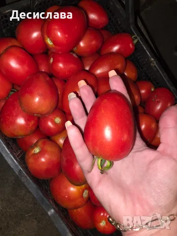 Домати Рома сорт Челси, снимка 5 - Домашни продукти - 55740077