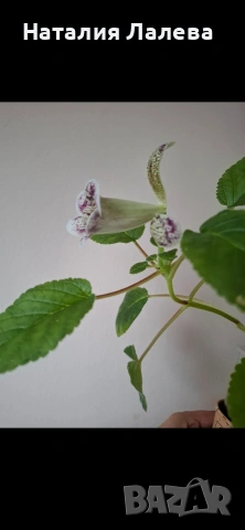 Синингия, Sinningia HCY'S FREEZING RAIN, снимка 3 - Стайни растения - 54288041