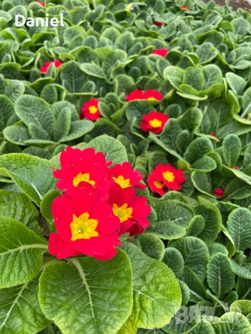 Иглика, снимка 9 - Градински цветя и растения - 53354409