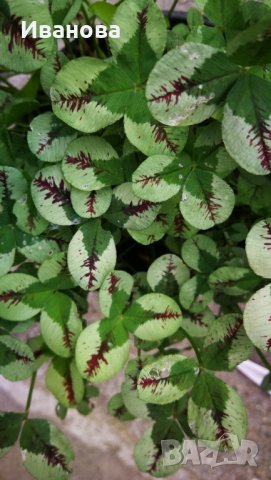 Цветна детелинка 2