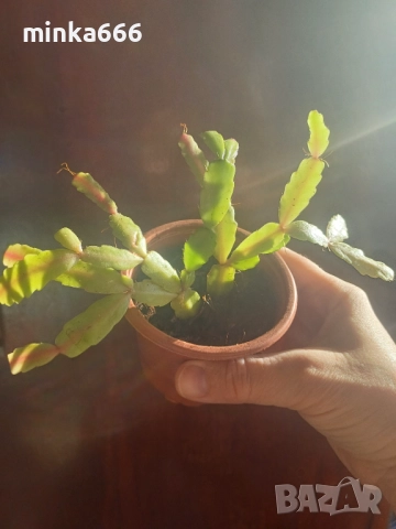 Цикламено коледниче., снимка 2 - Стайни растения - 52621716