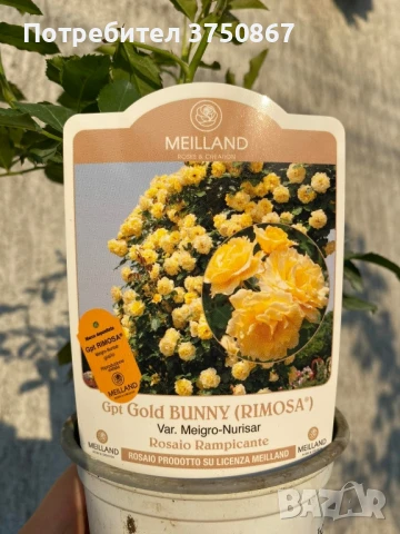 🌹 РОЗА 🌹Gpt RIMOSA® (Gold Bunny®) Meigro-Nurisar, снимка 6 - Градински цветя и растения - 51183293