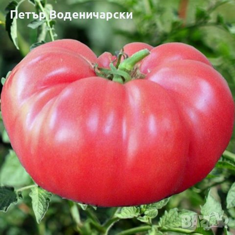 Био семе, расат на един от най-вкусните салатни сортове домати със супер, снимка 2 - Разсади - 37438041