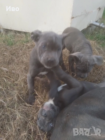 Кане корсо кученца , снимка 7 - Кане корсо - 52594973