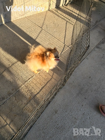 Мини Померан момиче 