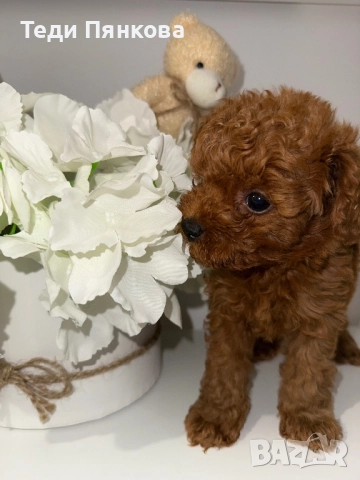 Той пудел момче, снимка 2 - Пудели - 52743432