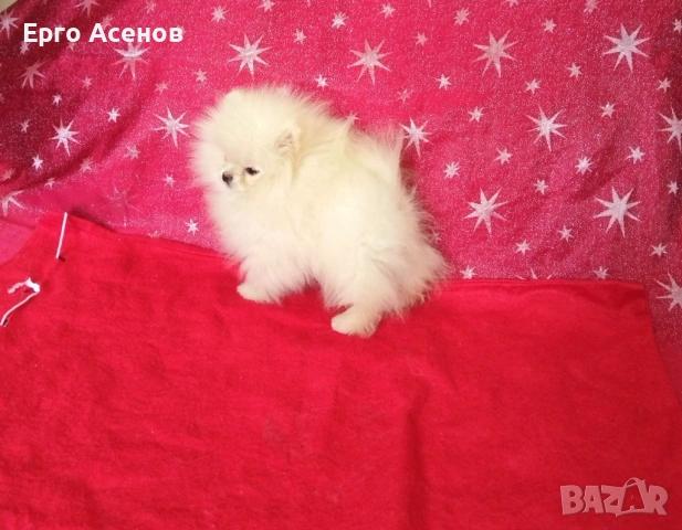 Чистокръвно мини Померанче!, снимка 6 - Померан - 54251251