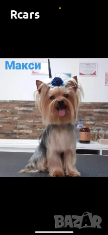 Мъжко мини йорки търси своята дама