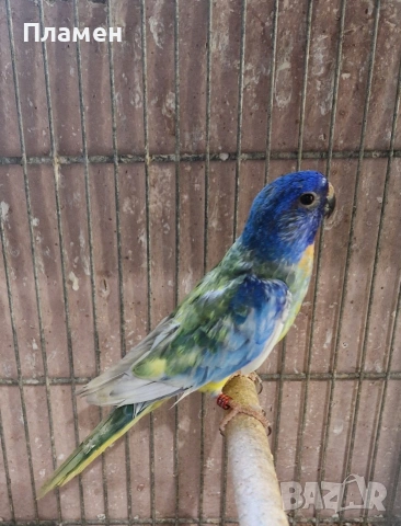 Неофеми Сплендида 