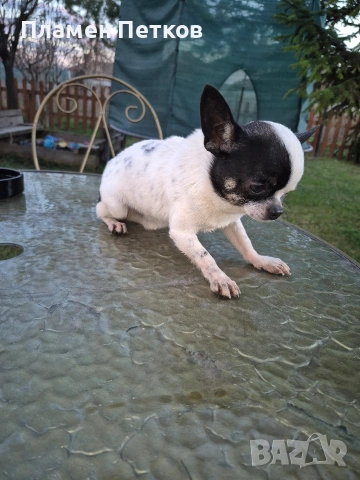 Мини Чихуахуа, снимка 2 - Чихуахуа - 53181307